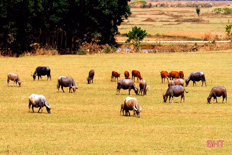 Năm Sửu nói chuyện phát triển đàn trâu