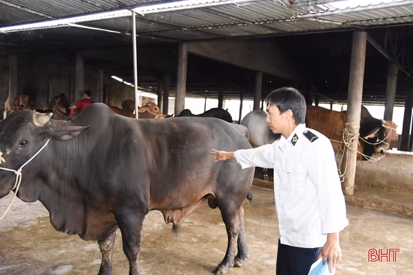 Hà Tĩnh: Ngày cuối năm của cán bộ kiểm soát giết mổ ở nơi có dịch bệnh trên trâu bò