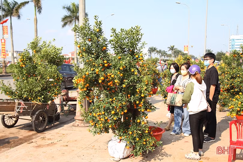 Cây cảnh chiều 30 tết tại Hà Tĩnh: Đào “sạch trơn”, quất bán chạy, mai ế ẩm