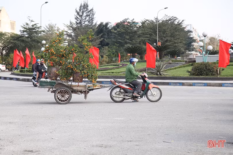 Cây cảnh chiều 30 tết tại Hà Tĩnh: Đào “sạch trơn”, quất bán chạy, mai ế ẩm