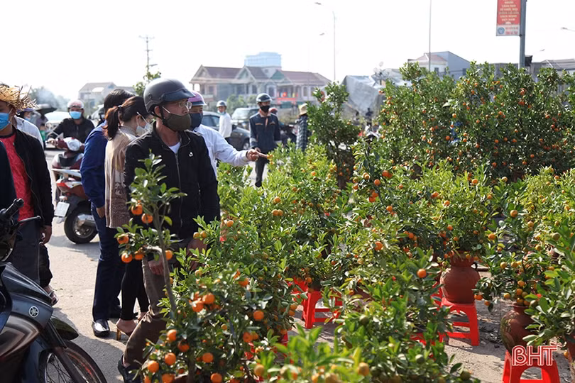 Cây cảnh chiều 30 tết tại Hà Tĩnh: Đào “sạch trơn”, quất bán chạy, mai ế ẩm