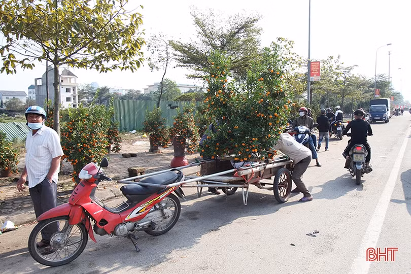 Cây cảnh chiều 30 tết tại Hà Tĩnh: Đào “sạch trơn”, quất bán chạy, mai ế ẩm