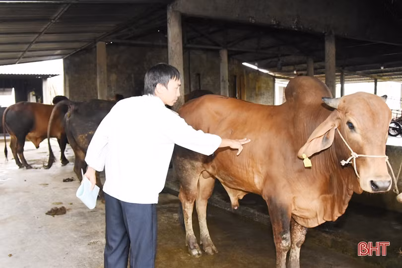 Hà Tĩnh: Ngày cuối năm của cán bộ kiểm soát giết mổ ở nơi có dịch bệnh trên trâu bò