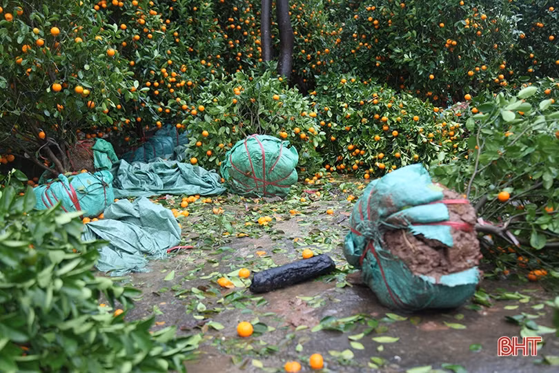 Mưa gió bất thình lình, quất, đào ở chợ cây cảnh lớn nhất Hà Tĩnh ngã đổ la liệt