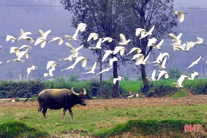 Năm Sửu nói chuyện phát triển đàn trâu