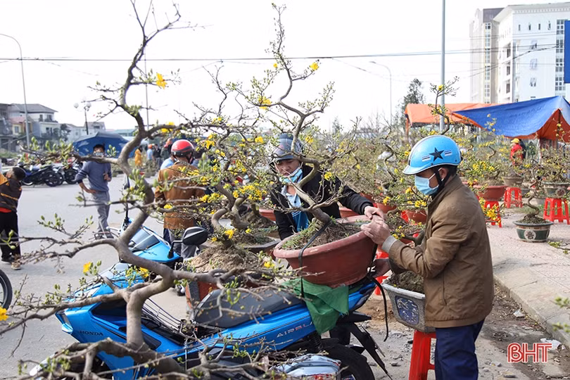 Cây cảnh chiều 30 tết tại Hà Tĩnh: Đào “sạch trơn”, quất bán chạy, mai ế ẩm