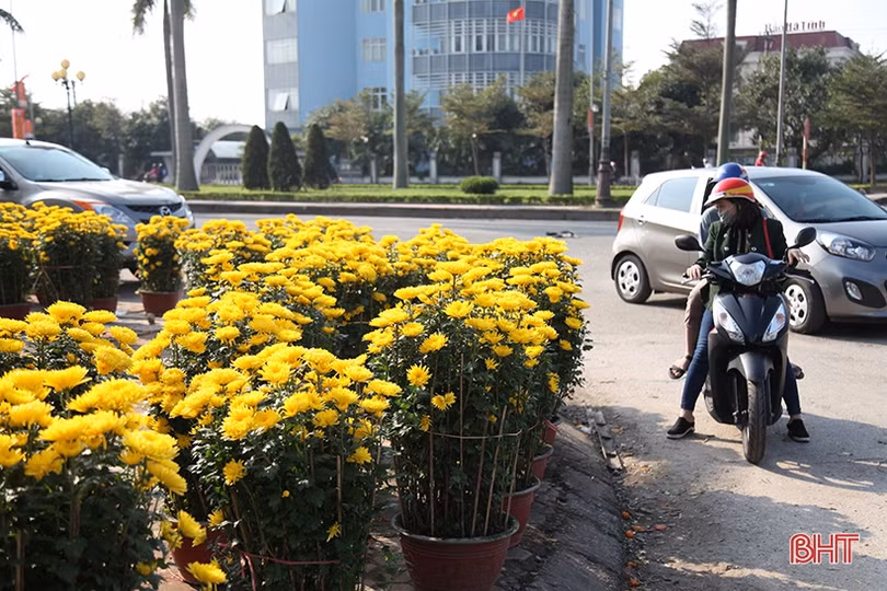 Cây cảnh chiều 30 tết tại Hà Tĩnh: Đào “sạch trơn”, quất bán chạy, mai ế ẩm