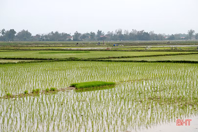Sắc xuân trên những miền quê nông thôn mới HàTĩnh