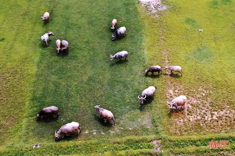 Năm Sửu nói chuyện phát triển đàn trâu