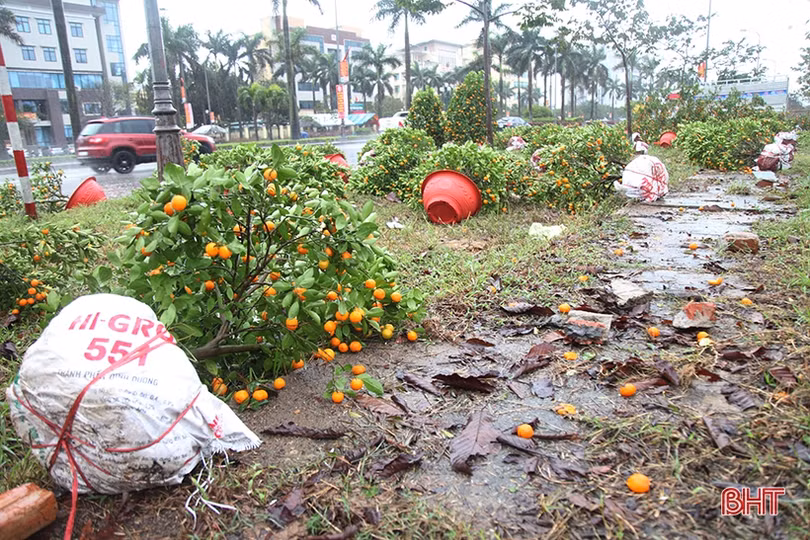 Mưa gió bất thình lình, quất, đào ở chợ cây cảnh lớn nhất Hà Tĩnh ngã đổ la liệt