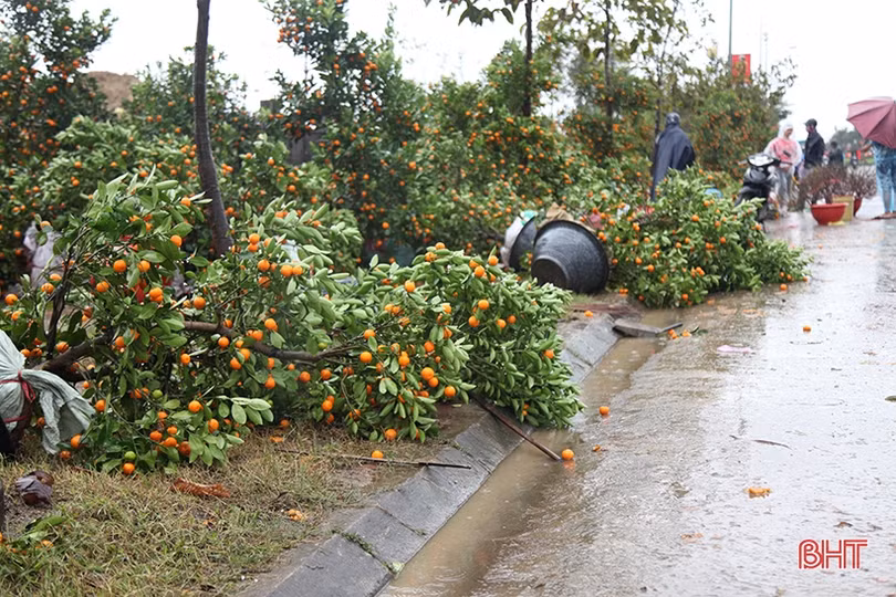 Mưa gió bất thình lình, quất, đào ở chợ cây cảnh lớn nhất Hà Tĩnh ngã đổ la liệt