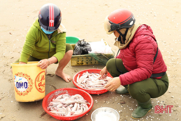 Ngư dân Nghi Xuân trúng đậm “lộc biển” trong những ngày đầu năm