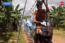 Vận chuyển chuối bằng cáp treo 