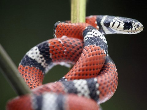 Rắn vua 3 màu tuyệt đẹp sống trên dãy núi cao 4.000m