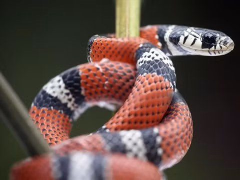 Rắn vua 3 màu tuyệt đẹp sống trên dãy núi cao 4.000m