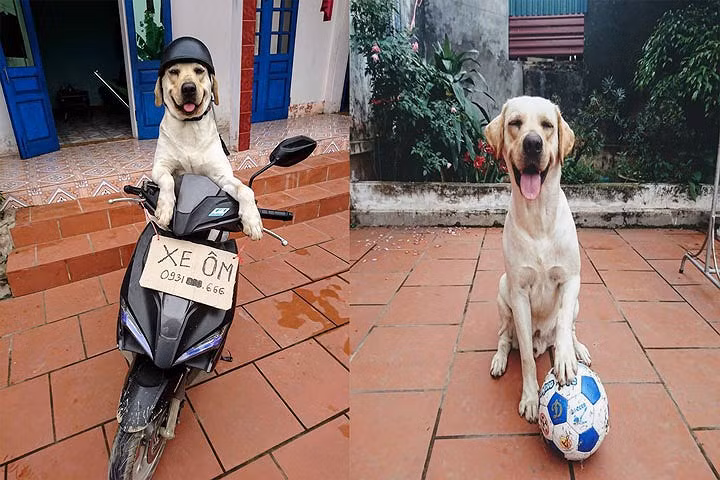Những hình ảnh thú vị về thú cưng ở Việt Nam