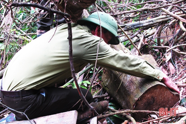 Kiểm lâm Hà Tĩnh phát hiện, xử lý 137 vụ vi phạm lâm luật