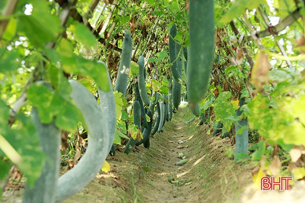 Nông dân Tượng Sơn trồng bí xanh ước thu 14 tỷ đồng