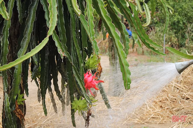 Đất Nghi Xuân “kết” thanh long ruột đỏ