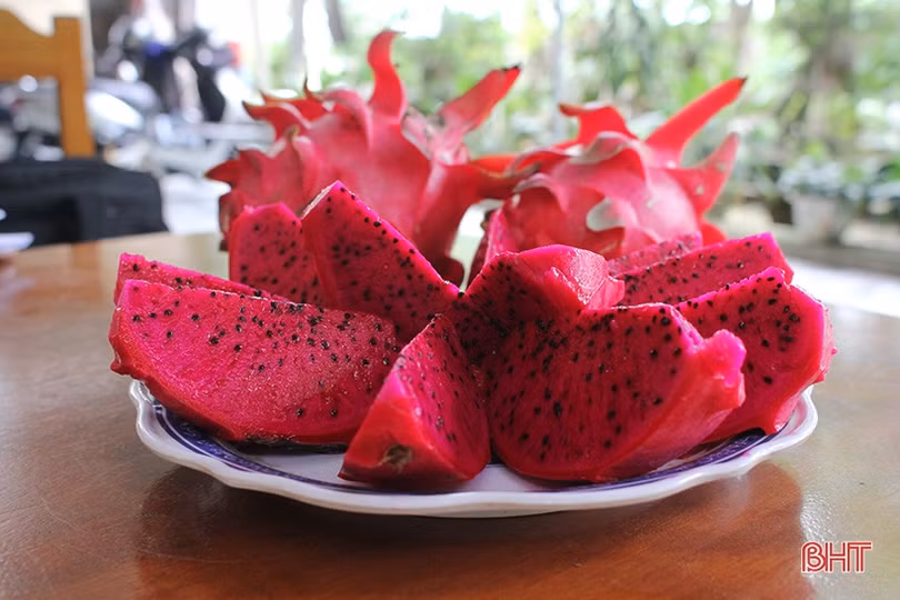 Đất Nghi Xuân “kết” thanh long ruột đỏ