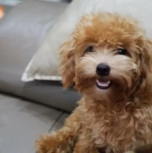 Những hình ảnh thú vị về thú cưng ở Việt Nam