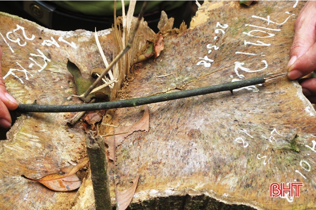 Kiểm lâm Hà Tĩnh phát hiện, xử lý 137 vụ vi phạm lâm luật