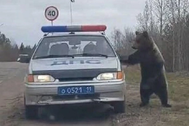 10 ảnh hài khiến người xem bật cười