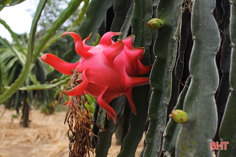 Đất Nghi Xuân “kết” thanh long ruột đỏ