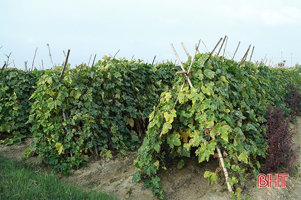 Nông dân Tượng Sơn trồng bí xanh ước thu 14 tỷ đồng