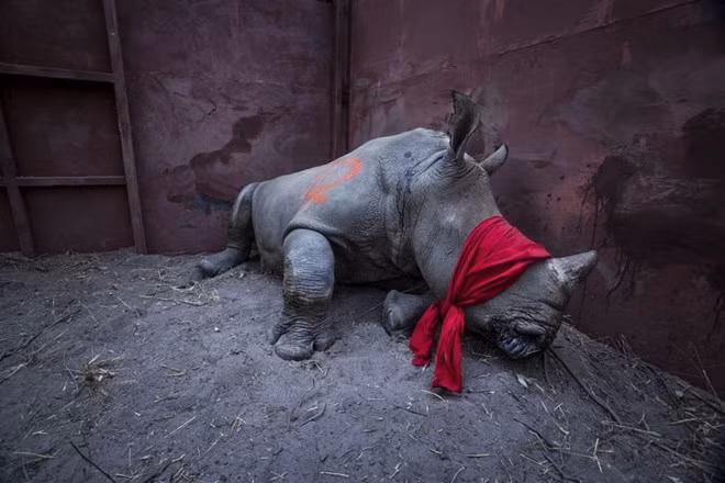 Trưng bày 130 tác phẩm xuất sắc cuộc thi ảnh báo chí thế giới ở Hà Nội