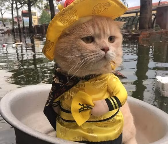 Những hình ảnh thú vị về thú cưng ở Việt Nam