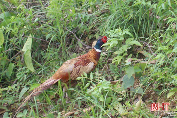 Thả cá thể chim trĩ đỏ quý hiếm về Vườn Quốc gia Vũ Quang