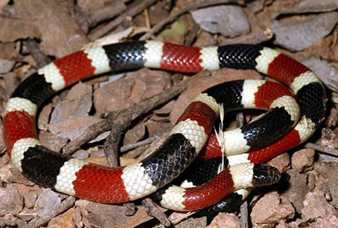 Rắn vua 3 màu tuyệt đẹp sống trên dãy núi cao 4.000m