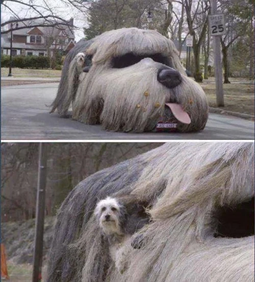 10 ảnh hài khiến người xem bật cười