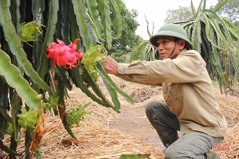 Đất Nghi Xuân “kết” thanh long ruột đỏ