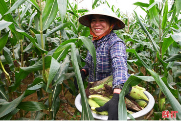 Mùa ngô nếp non bên bờ Ngàn Sâu