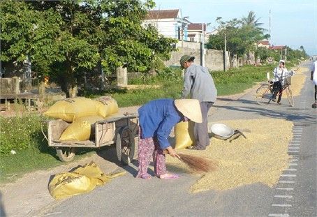Yên tâm đóng bì đưa lúa về nhà trước đợt không khí lạnh sắp tới