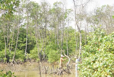 Một số hộ dân xóm Vĩnh Phú (xã Hộ Độ) chặt cây chết về làm củi đun nấu