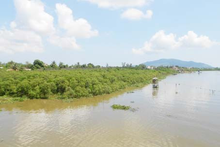 Hiếm có địa phương nào ở Hà Tĩnh có được rừng ngập mặn phòng hộ vững chắc như xã Hộ Độ