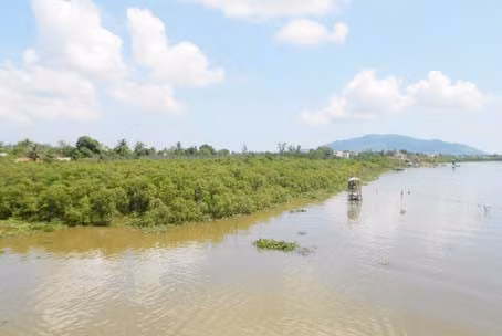 Hiếm có địa phương nào ở Hà Tĩnh có được rừng ngập mặn phòng hộ vững chắc như xã Hộ Độ
