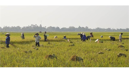 Song Lộc là một trong những địa phương của Can Lộc thu hoạch được nhiều diện tích trước đợt mưa lũ vừa qua