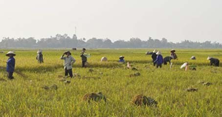 Gặt nhanh để bảo vệ thành quả sản xuất