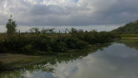 Gần 1.000 cây phi lao, bạch đàn 8 năm tuổi mà gia đình ông Tỵ trồng tại trang trại của mình đã bị chặt hạ không thương tiếc