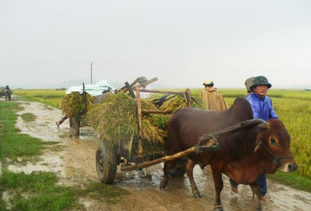 Khẩn trương đưa lúa về nhà