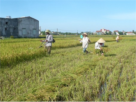 Tranh thủ mọi thời gian, bà con Thị trấn Cẩm Xuyên thu hoạch lúa hè thu