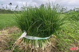 Giá cây hành tăm giảm sâu, nông dân thất thu