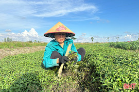 Trồng rau gia vị, đầu tư ít, hiệu quả cao