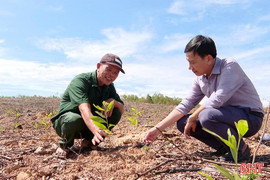 Keo giống âm thầm tăng giá sau bão