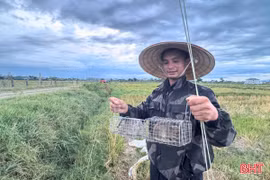 "Thợ săn" chuột đồng