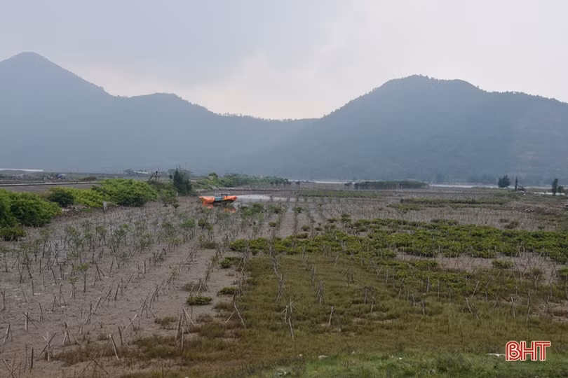 Gian nan phủ xanh 91 ha rừng ngập mặn ven biển Hà Tĩnh